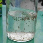 Estudo realizado com dois grupos de larvas do mosquito, do meio ambiente e do laboratório, sugere haver uma resistência ligeiramente maior para as larvas do ambiente