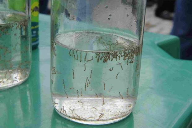 Estudo realizado com dois grupos de larvas do mosquito, do meio ambiente e do laboratório, sugere haver uma resistência ligeiramente maior para as larvas do ambiente