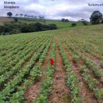 Além do consagrado Azospirillum brasilense, já recomendado para a cultura, a Biosphera Agro Solutions inova trazendo ao mercado o BioStart que consorcia o Azospirillum com a Pseudomonas em uma única biossolução. (Divulgação Biosphera)
