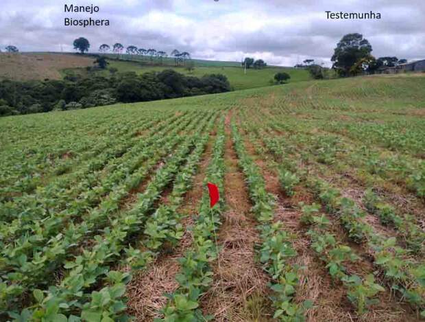 Além do consagrado Azospirillum brasilense, já recomendado para a cultura, a Biosphera Agro Solutions inova trazendo ao mercado o BioStart que consorcia o Azospirillum com a Pseudomonas em uma única biossolução. (Divulgação Biosphera)