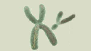 Uma das principais condições genéticas de autismo pode ser identificada por meio de pesquisa molecular do gene FMR1 e prevenida com realização de teste genético pré-concepcional em casais. (Razlomov)