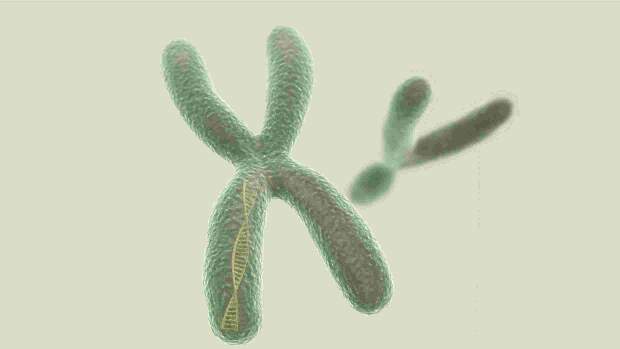 Uma das principais condições genéticas de autismo pode ser identificada por meio de pesquisa molecular do gene FMR1 e prevenida com realização de teste genético pré-concepcional em casais. (Razlomov)