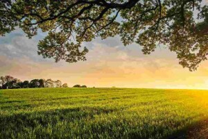 Promessa de forrageiras com alta produtividade e alto teor de proteína bruta para qualquer tipo de solo, pode ser indicação de armadilha. Divulgação Soesp