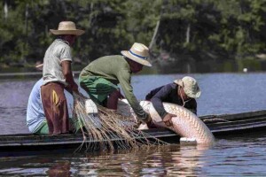 Manejo sustentável do pirarucu, implementado nas comunidades indígenas e ribeirinhas do Amazonas, salvou a espécie da extinção, conservando a floresta e gerando renda. (Manejo do Pirarucu – do povo Deni-2021. Foto: Eduardo Anizelli