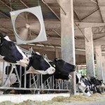 Com o propósito de melhorar ainda mais os índices de produtividade e a lucratividade dos produtores, empresa aposta em soluções de climatização e automação para o rebanho leiteiro. (Corti Avioeste / Divulgação)