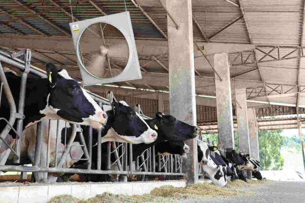 Com o propósito de melhorar ainda mais os índices de produtividade e a lucratividade dos produtores, empresa aposta em soluções de climatização e automação para o rebanho leiteiro. (Corti Avioeste / Divulgação)