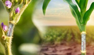 Ferramentas como o uso de termorregulador da multinacional DVA, que auxilia as plantas contra o estresse desse período, serão fundamentais para o desenvolvimento da safra 2024/25. (Divulgação)