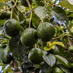 O objetivo é orientar os agricultores sobre as melhores práticas para a produção de frutos de qualidade e com menor impacto ambiental. Divulgação