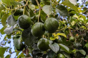 O objetivo é orientar os agricultores sobre as melhores práticas para a produção de frutos de qualidade e com menor impacto ambiental. Divulgação