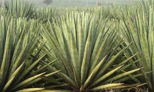 Por meio do projeto RePlanta Agave, a ABDI e o governo da Bahia buscam promover o desenvolvimento econômico e tecnológico do Território do Sisal com foco na produção de etanol. (Foto: reprodução)