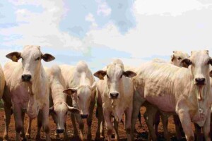 Ferramenta permite tomada de decisões rápidas, otimizando processos e facilitando a gestão dentro da porteira. Divulgação