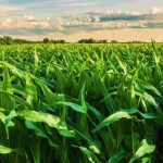 Estudos revelam que a interferência das plantas daninhas pode reduzir a produtividade em até 13,1%, podendo chegar a impressionantes 85% em casos de controle inadequado. (Divulgação