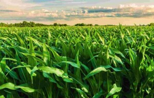 Estudos revelam que a interferência das plantas daninhas pode reduzir a produtividade em até 13,1%, podendo chegar a impressionantes 85% em casos de controle inadequado. (Divulgação