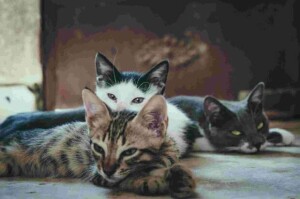 O Congresso será no Rio de Janeiro, nos dias 22 e 24 de agosto, e inclui conferências e área de exposição com o que há de mais avançado sobre a saúde dos gatos. (Banco de Imagens / divulgação)