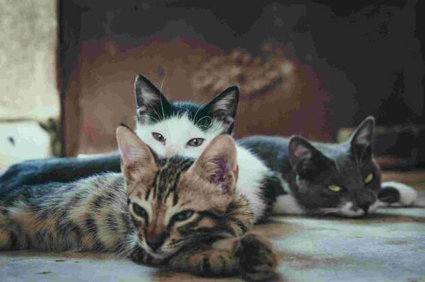O Congresso será no Rio de Janeiro, nos dias 22 e 24 de agosto, e inclui conferências e área de exposição com o que há de mais avançado sobre a saúde dos gatos. (Banco de Imagens / divulgação)