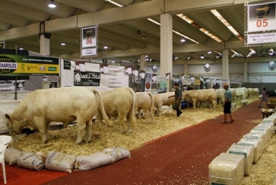 Evento terá exposição de animais rústicos de diversos produtores selecionados especialmente para a feira, que será realizada dias 19 e 23 de novembro, em Presidente Prudente (SP). (Foto: Divulgação/Secretaria de Agricultura e Abastecimento de São Paulo)