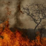 Áreas devastadas são comparáveis ao tamanho do estado da Paraíba levando produtores rurais a buscar alternativas para lidar com as perdas. (Foto: Marcelo Camargo/ Agência Brasil)