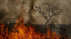 Áreas devastadas são comparáveis ao tamanho do estado da Paraíba levando produtores rurais a buscar alternativas para lidar com as perdas. (Foto: Marcelo Camargo/ Agência Brasil)