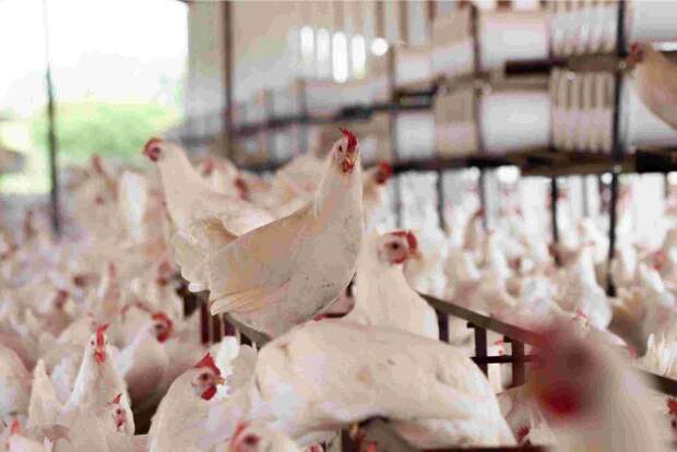 “Esses frangos são selecionados ao longo de anos por características como ganho de peso, resistência a doenças e boa conversão alimentar, ou seja, a capacidade de transformar a ração em carne”. (Imagem: Divulgação)