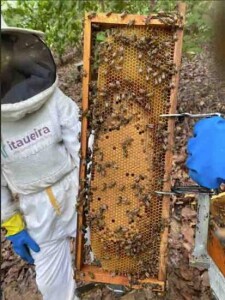 Itaueira Alimentos - Apicultura