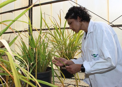 Pesquisadora Angela Mehta na casa de vegetação. Foto: Cláudio Bezerra