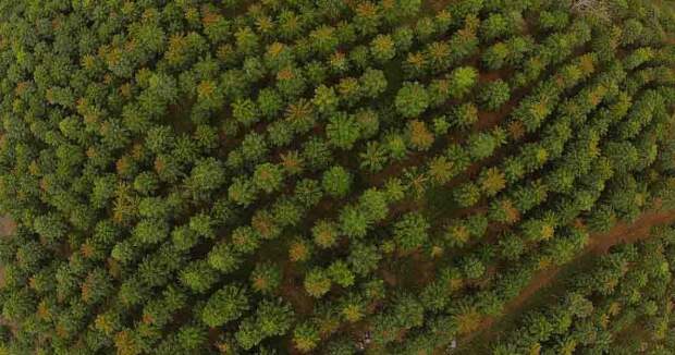 A silvicultura, voltada para o cultivo de florestas comerciais que atendem à demanda do mercado, encontrou em Minas Gerais um ambiente favorável.. (Divulgação)