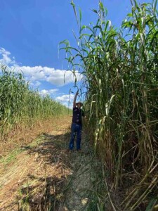 VALENTE-PARA-SILAGEM- novas forrageira