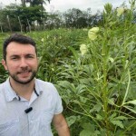 O quiabo híbrido Tropical pode ser colhido de 25 a 30 dias antes de outras cultivares também do tipo Santa Cruz, graças à pesquisa e alta tecnologia desenvolvidas pela Agristar. (Divulgação).