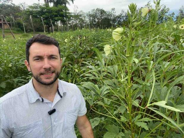 O quiabo híbrido Tropical pode ser colhido de 25 a 30 dias antes de outras cultivares também do tipo Santa Cruz, graças à pesquisa e alta tecnologia desenvolvidas pela Agristar. (Divulgação).