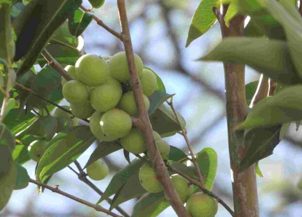 Rico em vitamina C e antioxidantes, o fruto camu-camu esbarra em entraves para ser amplamente comercializado no Brasil. (Foto: divulgação / Fundação CERTI