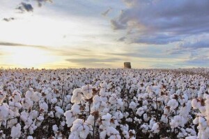 O Brasil já é consolidado como o maior produtor e exportador global de “Algodão Responsável”, com 1,98 milhão de toneladas certificadas, também segundo o órgão. (Crédito: Divulgação/Abapa).