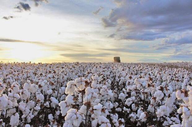 O Brasil já é consolidado como o maior produtor e exportador global de “Algodão Responsável”, com 1,98 milhão de toneladas certificadas, também segundo o órgão. (Crédito: Divulgação/Abapa).