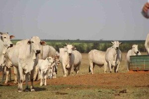 Com mais de 10 milhões de sincronizações realizadas desde 2016, GlobalGen é parceira na iniciativa que busca gerar um banco de dados ainda inexistente no setor. (Crédito-Scot-Consultoria)