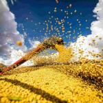 Comemoração culminará na Fenasoja, feira multissetorial, que será realizada entre os dias 29 e 8 de dezembro, em Santa Rosa (RS), considerada o "Berço Nacional da Soja". Foto: Wenderson Araujo/Trilux