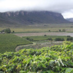 Para os pesquisadores, um dos pontos mais importantes no processo de obtenção da DO “Cafés da Chapada Diamantina” foi a participação e organização dos cafeicultores junto às secretarias de agricultura dos governos municipais. (Foto: Reprodução TodaBahia)