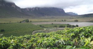 Para os pesquisadores, um dos pontos mais importantes no processo de obtenção da DO “Cafés da Chapada Diamantina” foi a participação e organização dos cafeicultores junto às secretarias de agricultura dos governos municipais. (Foto: Reprodução TodaBahia)
