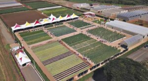 Os participantes têm acesso às novidades do setor hortícola e conhecimento técnico com foco nos assuntos mais relevantes do mercado por meio de uma plataforma digital 3D. (Divulgação - Sakata iField)