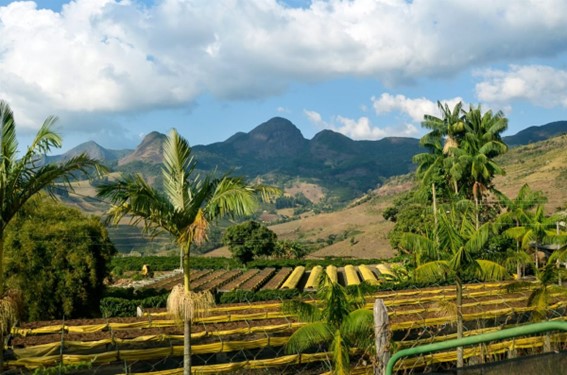 Fazenda Serra do Boné, de Matheus Lopes Sanglard – é localizada na região das Matas de Minas, numa altitude média de 1.200m, às margens do Pico do Boné, em Araponga-MG. (Divulgação)