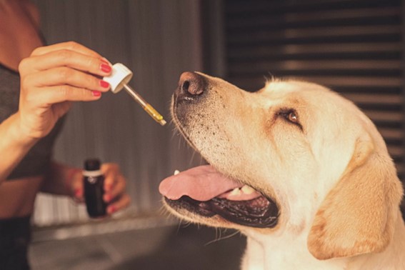 Associação Santa Cannabis explica como a decisão da Anvisa impacta de forma direta no tratamento de animais que poderão utilizar o medicamento. (imagem: pesquisa Google)