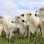 Frigorífico participa do Encontro Brasil da Soja e Carne Bovina (Soy & Beef Brazil Meeting), do Fórum de Bens de Consumo (Consumer Goods Forum)