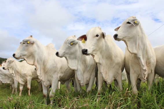 Frigorífico participa do Encontro Brasil da Soja e Carne Bovina (Soy & Beef Brazil Meeting), do Fórum de Bens de Consumo (Consumer Goods Forum)