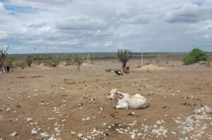 Estão na lista municípios do Alagoas, Bahia, Ceará, Minas Gerais, Pará, Paraíba, Paraná, Pernambuco, Rio Grande do Norte e Sergipe. (Reprodução / pesquisa Google)