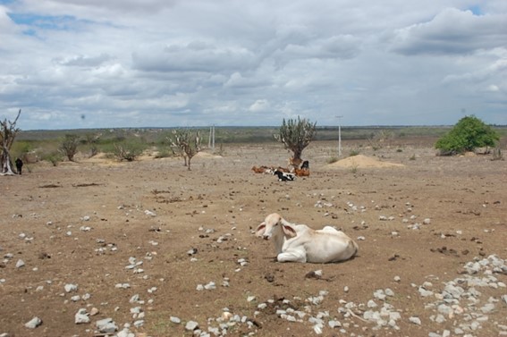 Estão na lista municípios do Alagoas, Bahia, Ceará, Minas Gerais, Pará, Paraíba, Paraná, Pernambuco, Rio Grande do Norte e Sergipe. (Reprodução / pesquisa Google)