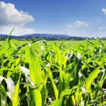 Para esta edição, o Getap anuncia como novidade a premiação para a categoria destaque regional, a qual reconhecerá os agricultores com melhor desempenho em suas respectivas localidades. (Divulgação)