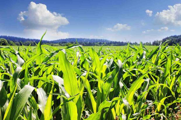 Para esta edição, o Getap anuncia como novidade a premiação para a categoria destaque regional, a qual reconhecerá os agricultores com melhor desempenho em suas respectivas localidades. (Divulgação)
