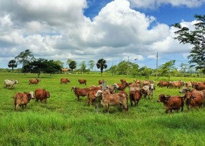 A exportação da genética bovina consolida o Brasil como referência em genética de bovinos leiteiros para regiões de clima tropical. Foto: Embrapa