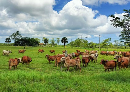 A exportação da genética bovina consolida o Brasil como referência em genética de bovinos leiteiros para regiões de clima tropical. Foto: Embrapa