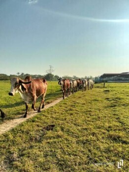  Foto: Embrapa
