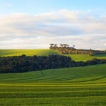 Regulamento europeu impede a importação de produtos como soja, carne bovina, óleo de palma, madeira, cacau e café produzidos em regiões onde houve desmatamento florestal após o ano de 2020. (Divulgação)
