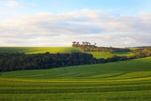 Regulamento europeu impede a importação de produtos como soja, carne bovina, óleo de palma, madeira, cacau e café produzidos em regiões onde houve desmatamento florestal após o ano de 2020. (Divulgação)